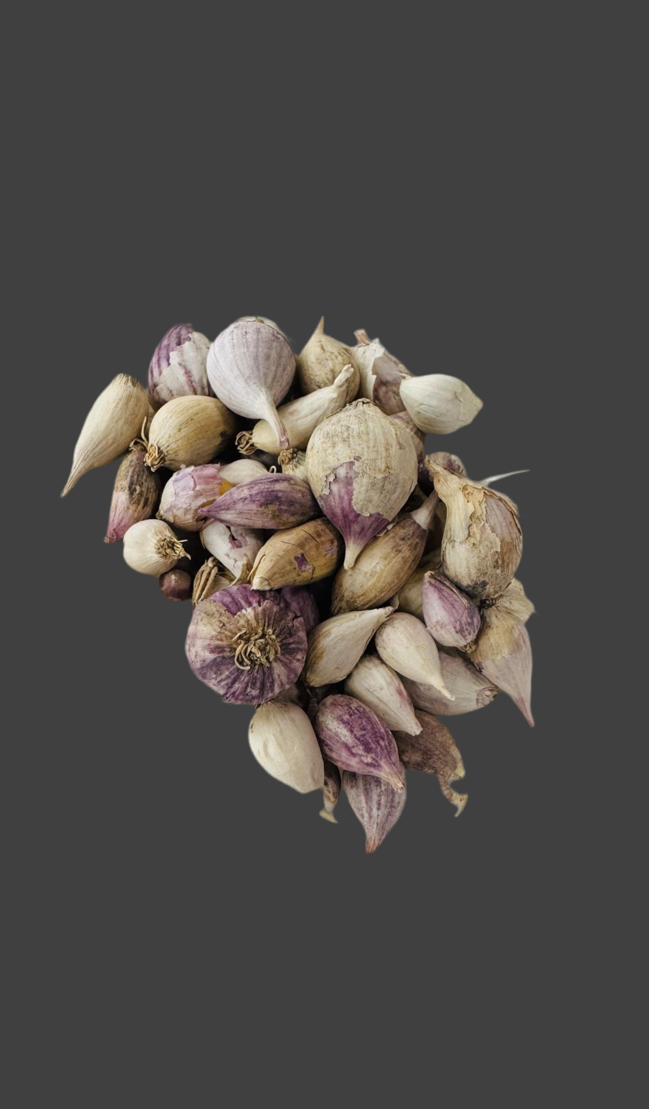 Solo garlic 1 LB ثوم ذكر