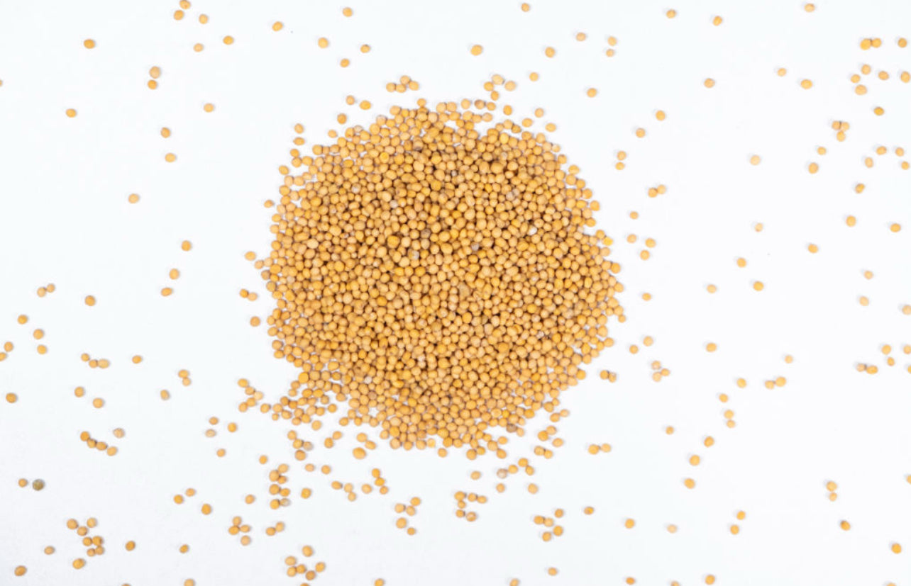 Coriander Seeds  حبوب الكزبرة